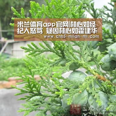 米兰体育app官网|林心如经纪人怒骂 疑